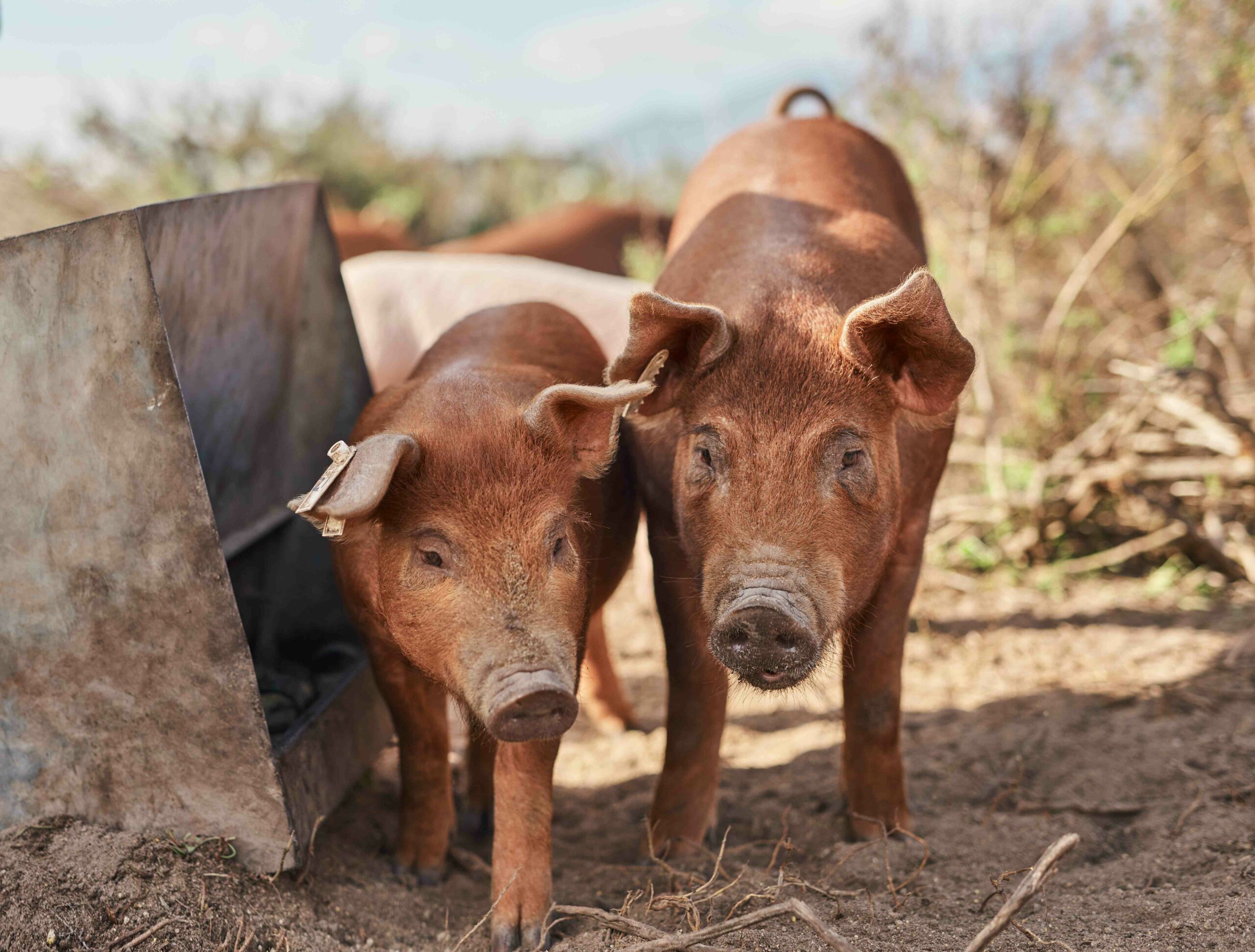 pigs meat pork