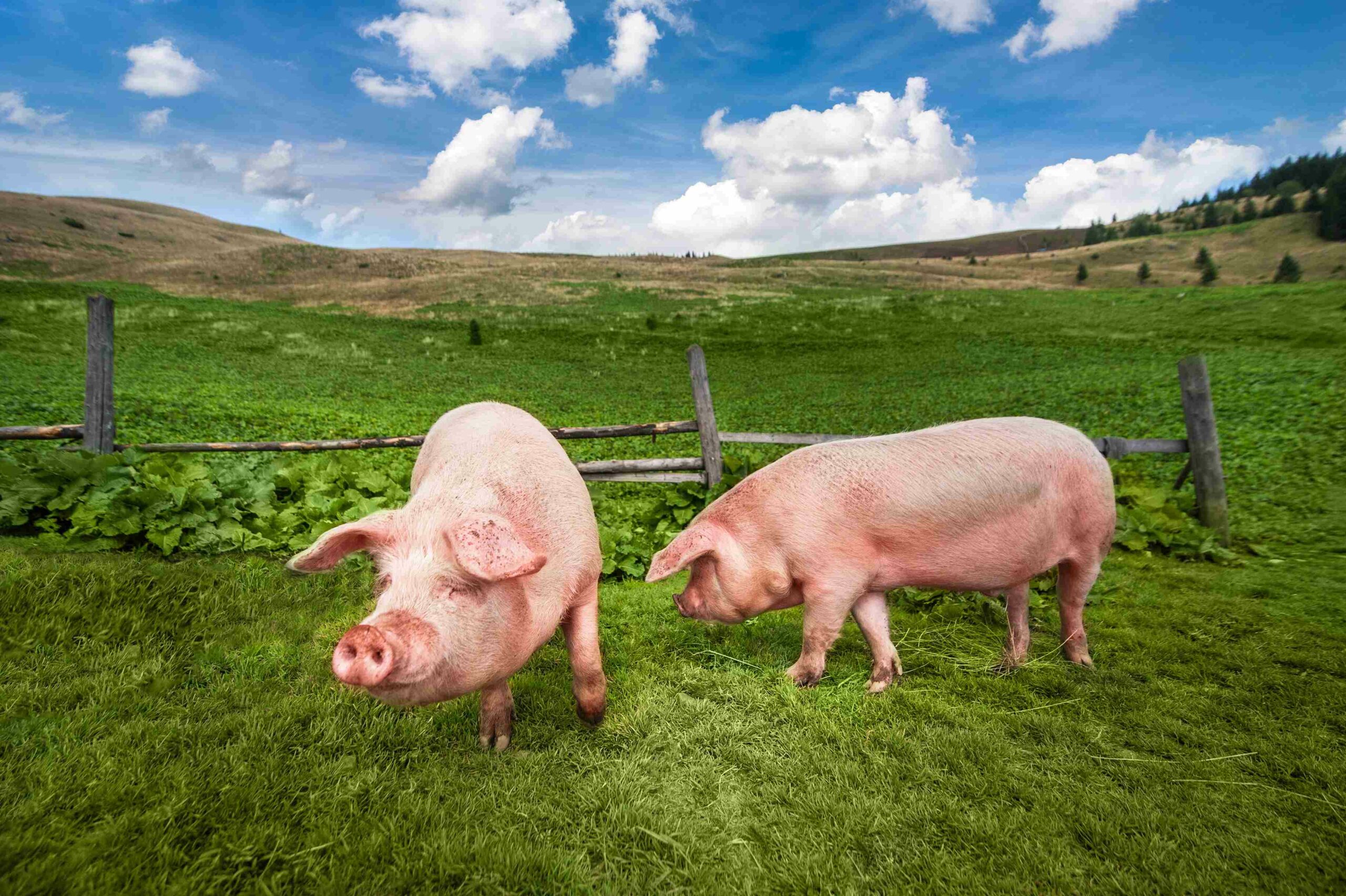 pigs pork grazing