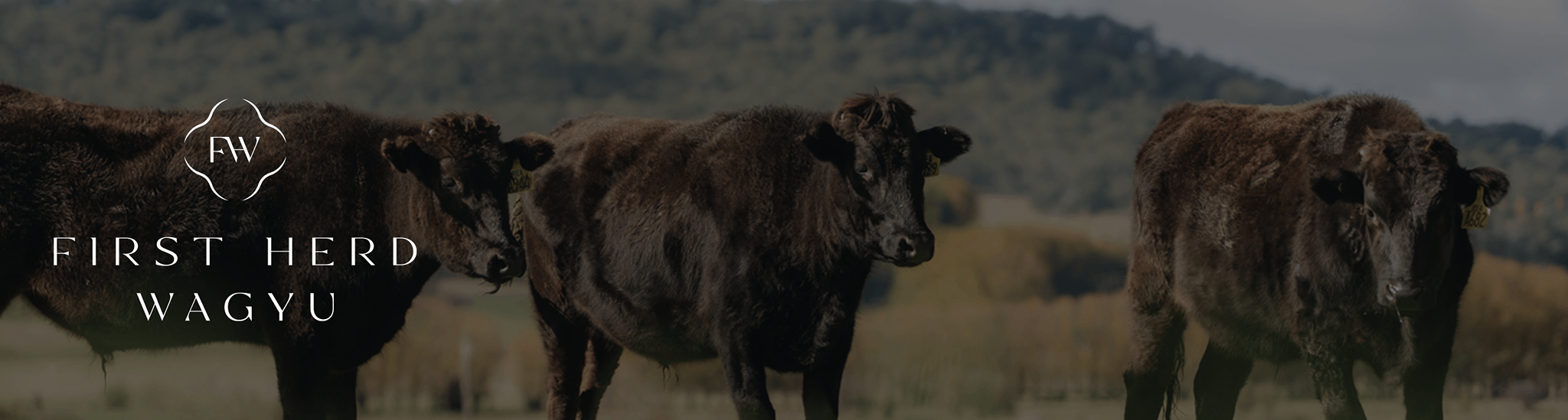 banniere news giraudi meat first herd wagyu